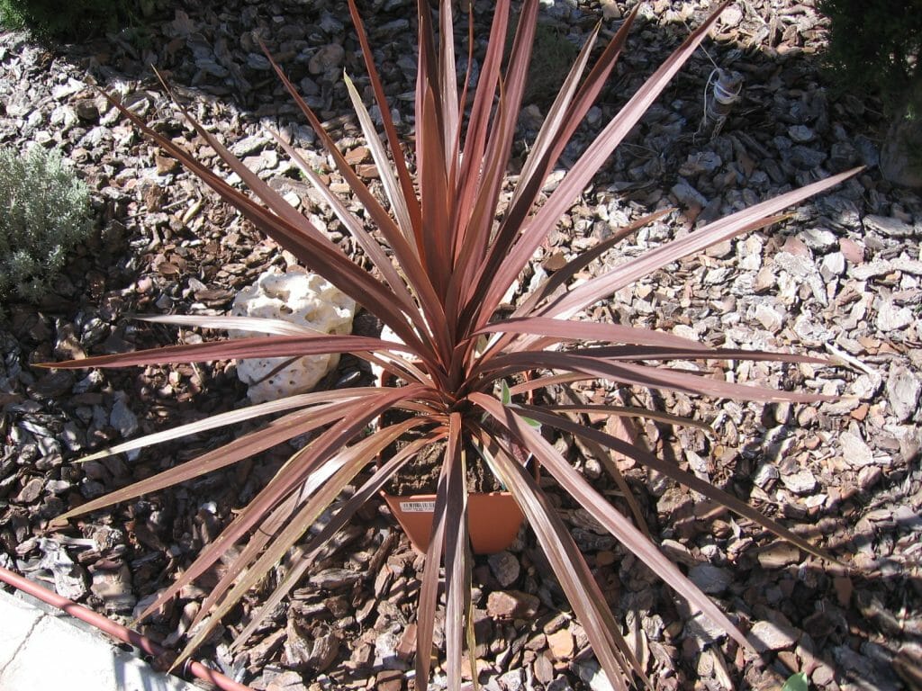 Cordyline Australis Red Star