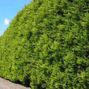 Castlewellan Gold Cypress Conifer - Hello Hello Plants & Garden Supplies