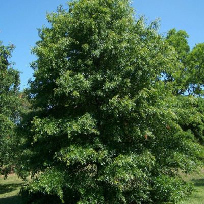 pin oak tree