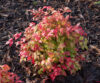 Buy Nandina Nana Dwarf Nandina Hello Hello Plants Garden Supplies