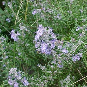 Rosemary Blue Lagoon - Hello Hello Plants & Garden Supplies