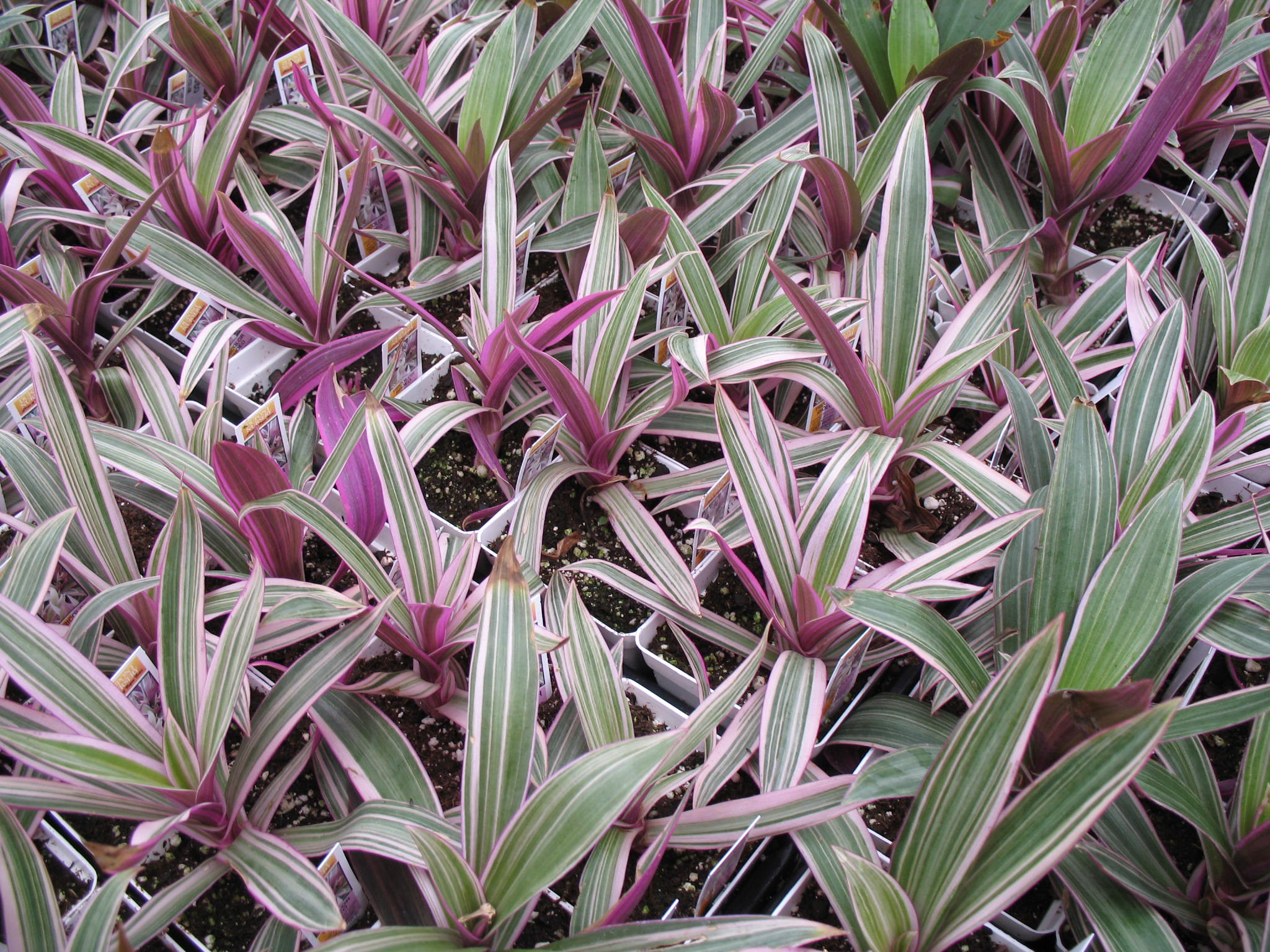 Moses In A Boat Plant