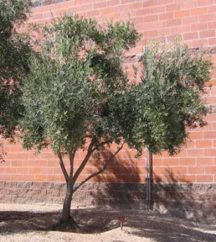 swan hill olive tree pot