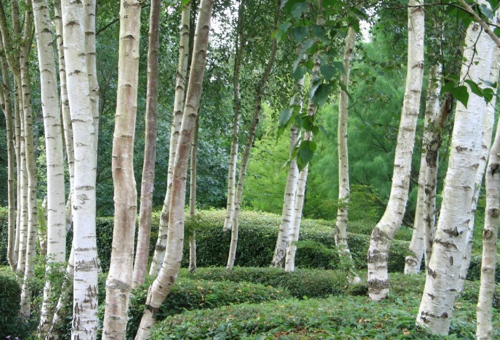 White Weeping Birch 12" Pot - Hello Hello Plants & Garden Supplies