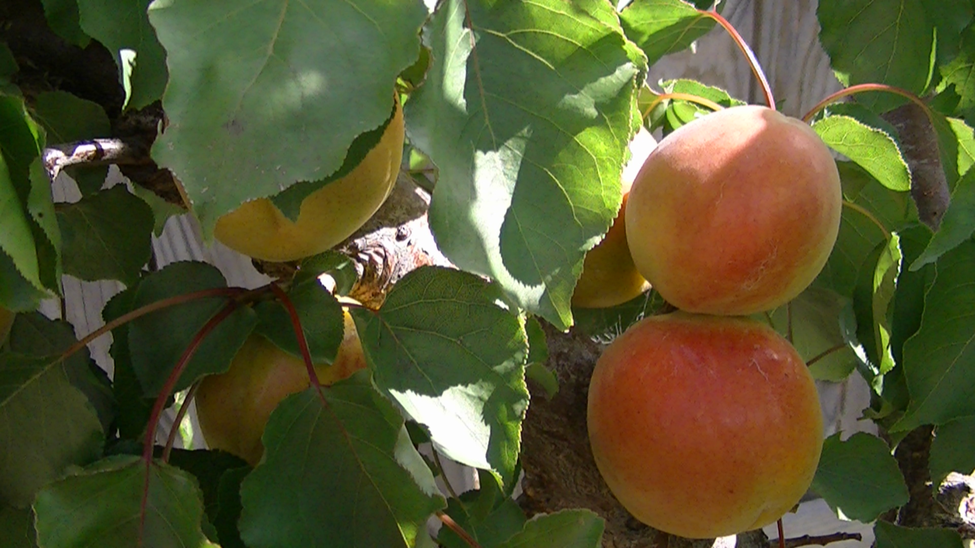 Apricot Moorpark Hello Hello Plants And Garden Supplies