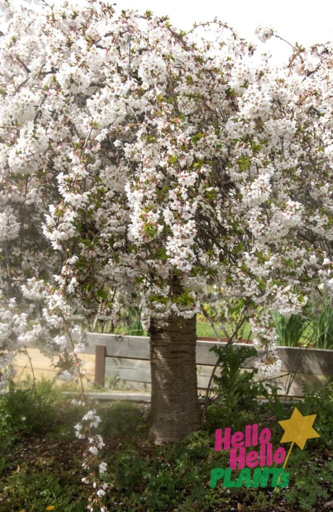 Weeping Cherry Tree Weeping Cherry Blossom Tree