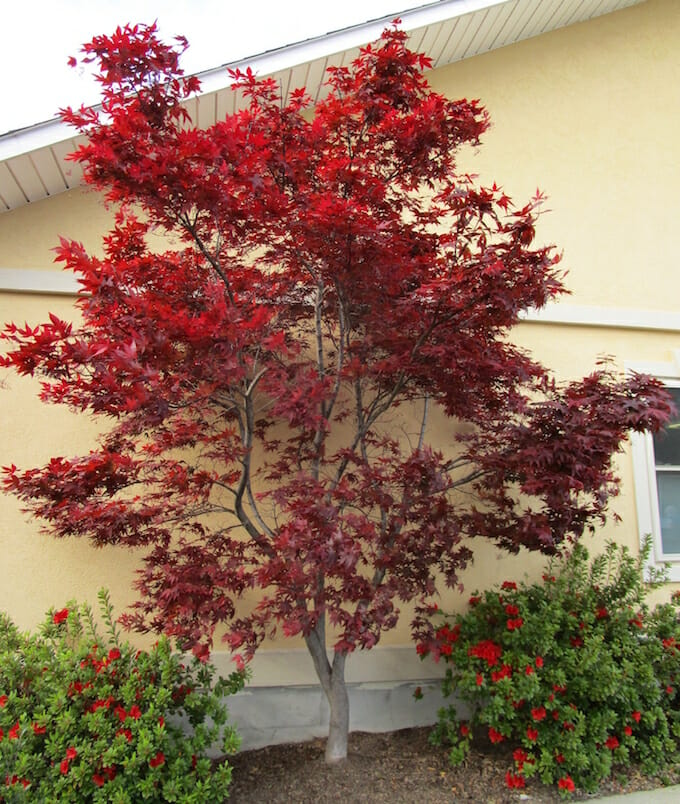 Japanese Maple Upright Red Emperor One 13 Pot Hello Hello Plants
