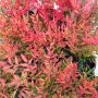 Nandina Moon Bay Pot Hello Hello Plants Garden Supplies