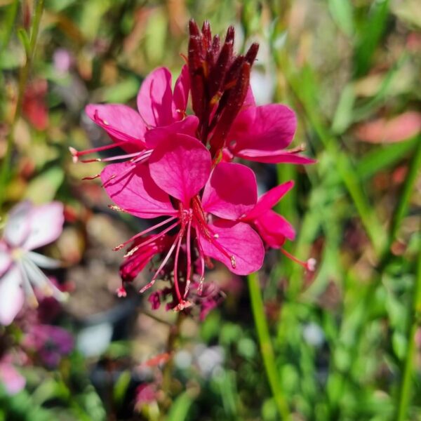 Gaura Beeblossom Hello Hello Plants Garden Supplies