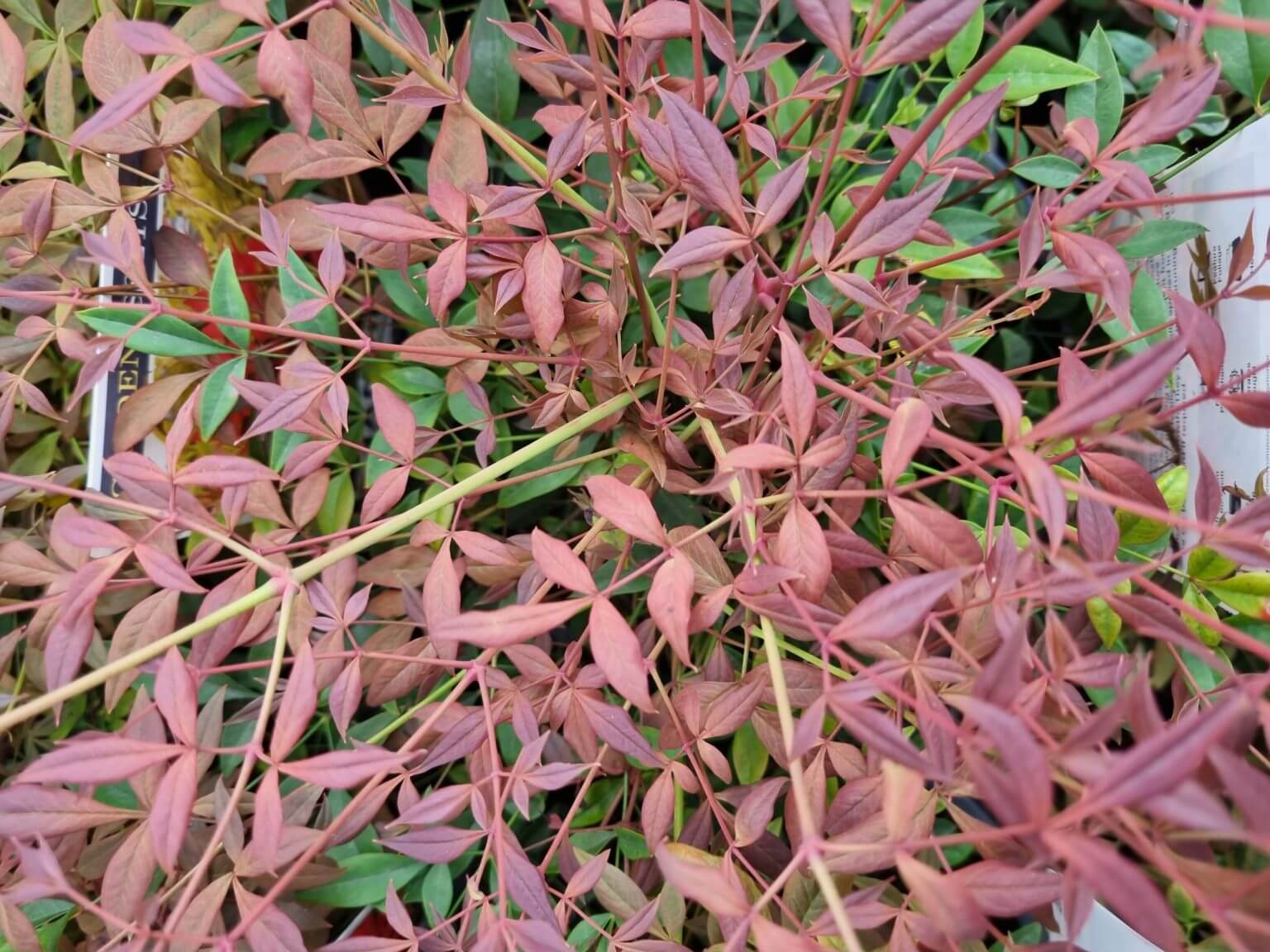 Nandina Obsession Hello Hello Plants Garden Supplies