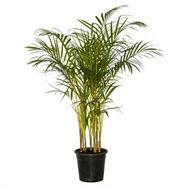 Dypsis Golden Cane Palm Hello Hello Plants