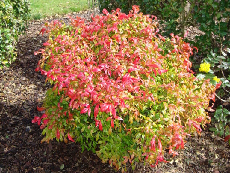 Nandina Moon Bay Hello Hello Plants Garden Supplies