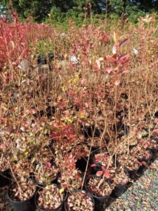 Lagerstroemia Tuscarora Crepe Myrtle Hello Hello Plants Garden