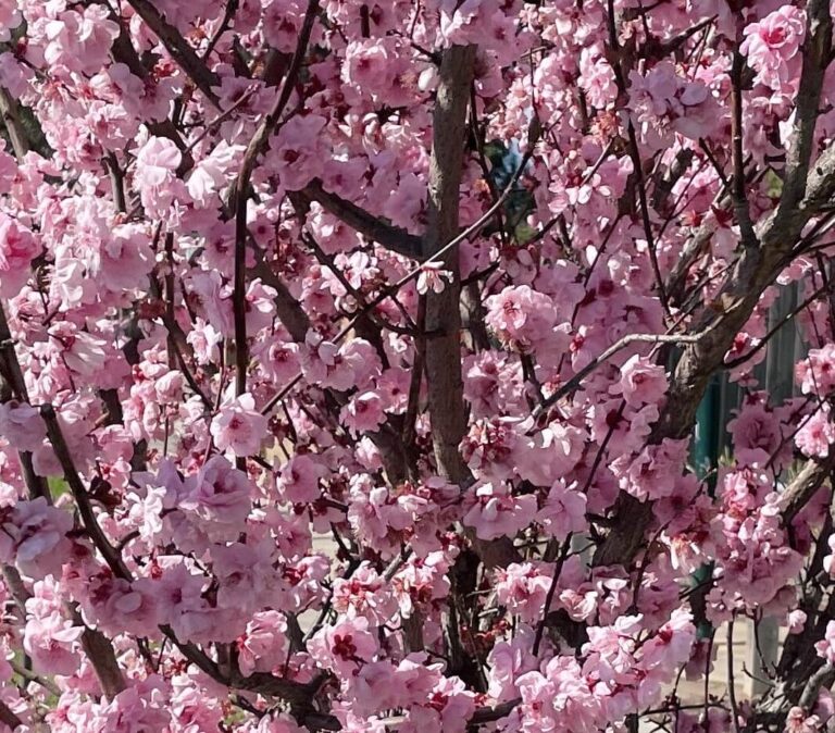 Prunus X Blireana Pink Plum Blossom Hello Hello Plants Garden