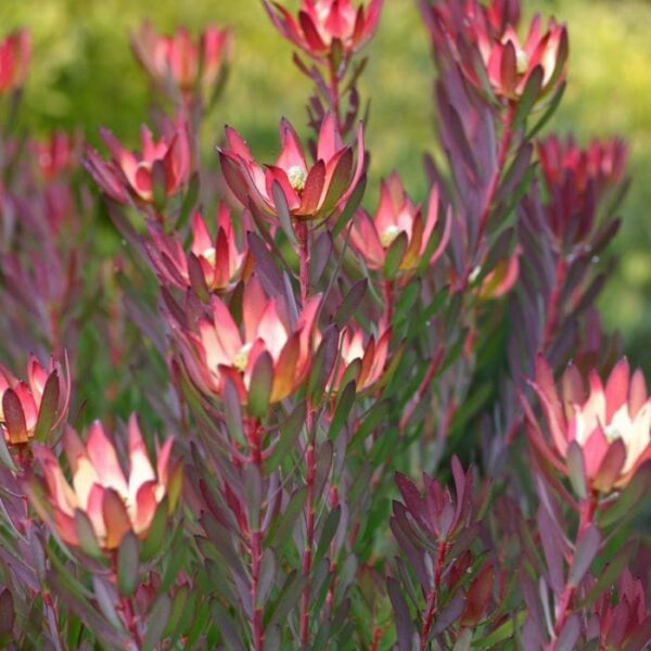 Leucadendron Devil S Blush Hello Hello Plants