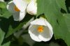 Abutilon Lucky Lantern White Pot Hello Hello Plants