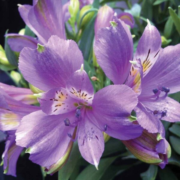 Alstroemeria Inca Lake Peruvian Lily Pot Hello Hello Plants