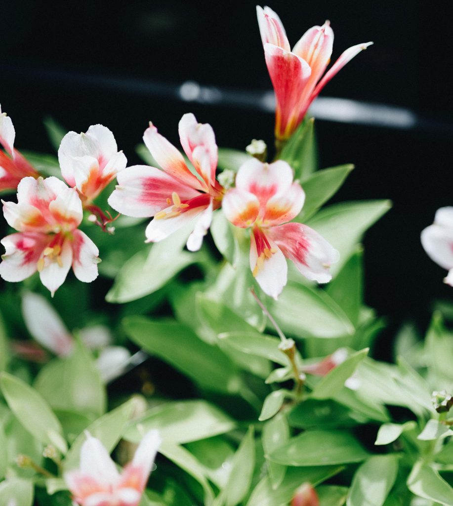 Alstroemeria Inca Lucky Peruvian Lily 6 Pot Hello Hello Plants