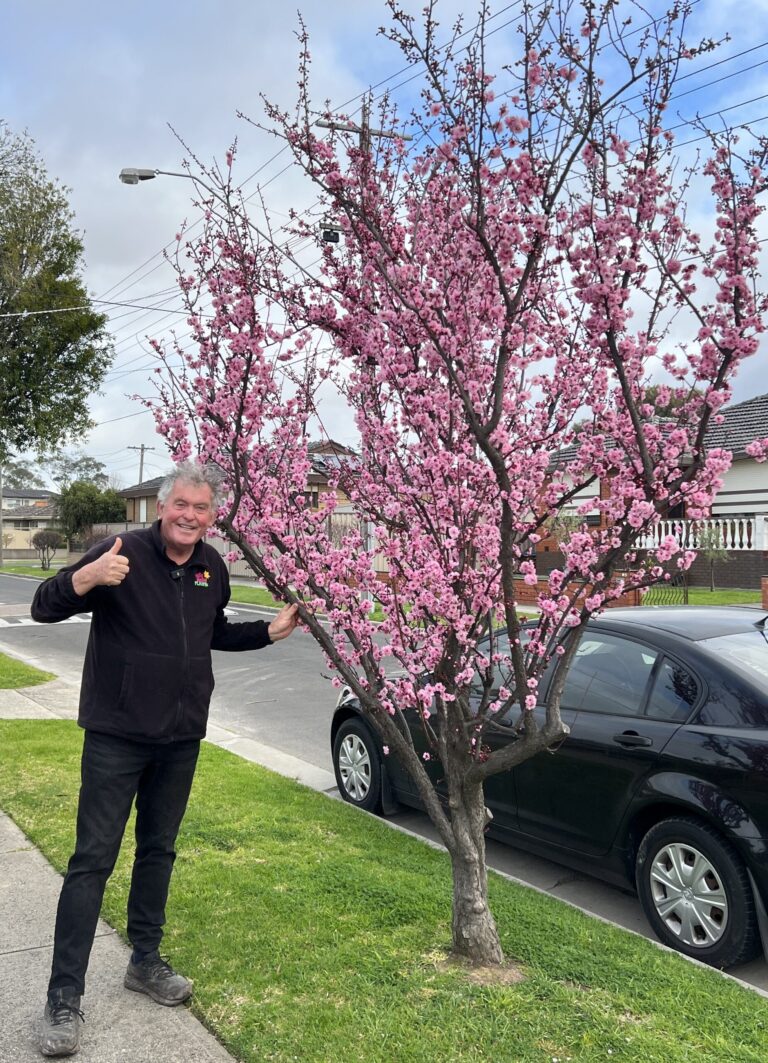 Prunus X Blireana Pink Cherry Plum Blossom Hello Hello Plants