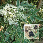 Sambucus Variegated Elderberry 8 Pot Hello Hello Plants Garden