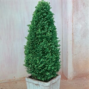 Buxus Fastigiata Upright English Box Pot Hello Hello Plants