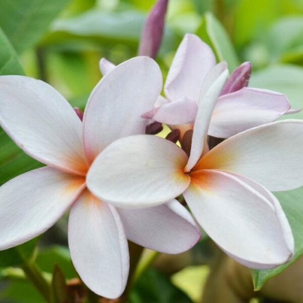 Plumeria Darwin Blues Frangipani Pot Hello Hello Plants