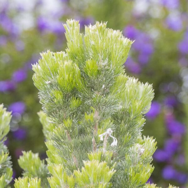 Adenanthos Platinum Pbr Woolly Bush Pot Hello Hello Plants