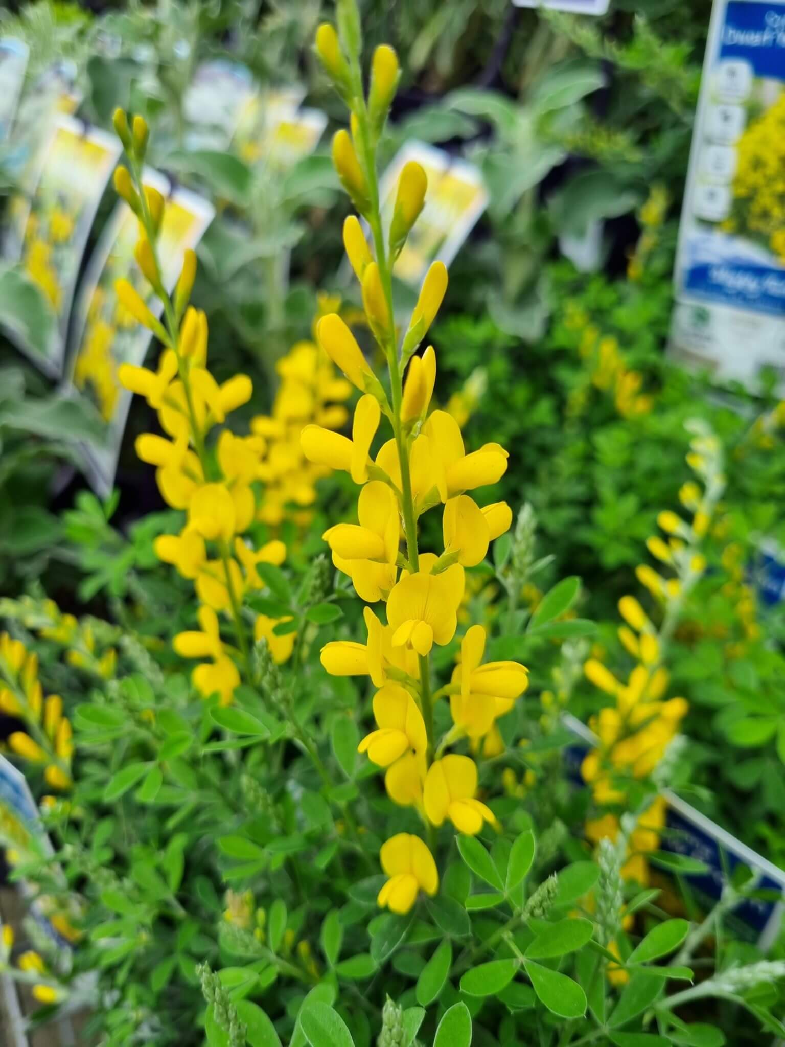 Genista Cytisus Dwarf Yellow Broom Pot Hello Hello Plants