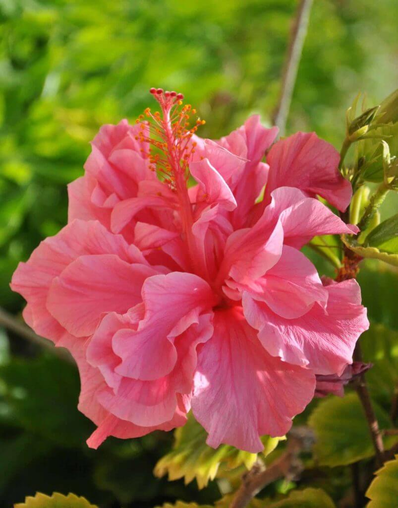 Hibiscus Adonicus Double Pink 6 Pot Hello Hello Plants Garden