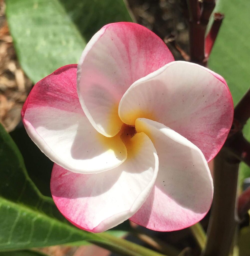 Plumeria Lulu Frangipani Pot Hello Hello Plants