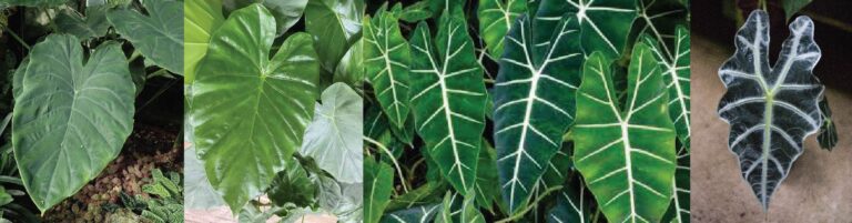 Top Heart Shaped Foliage Plants For Your Garden Hello Hello