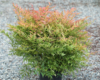 Nandina Moon Bay Hello Hello Plants Garden Supplies