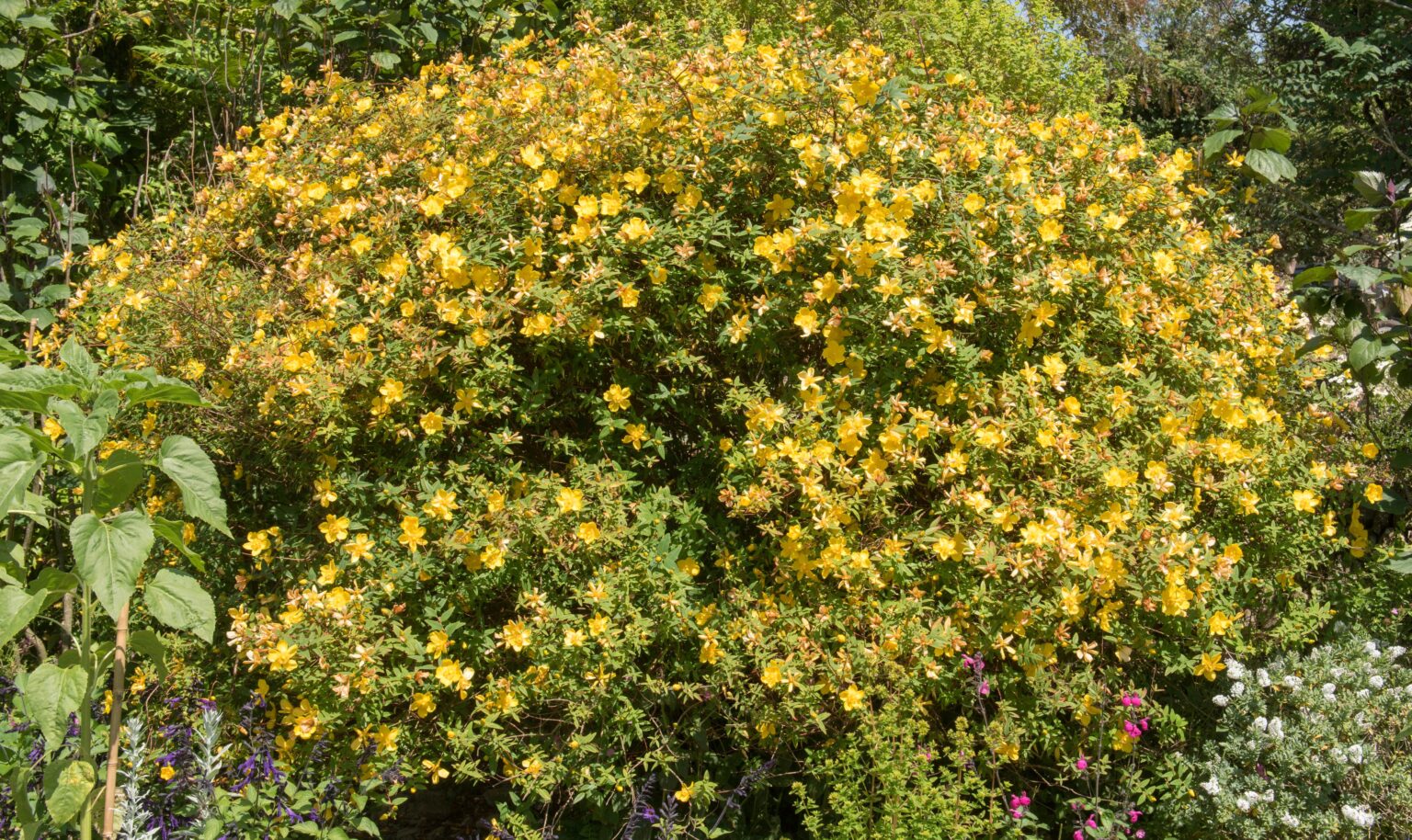 Hypericum Tricolor St John S Wort 8 Pot Hello Hello Plants