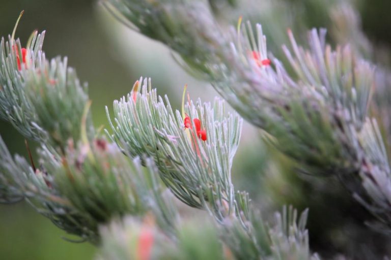 Adenanthos Lighthouse Woolly Bush 8 Pot Hello Hello Plants