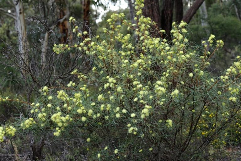 Banksia Many Headed Dryandra 6 Pot Hello Hello Plants