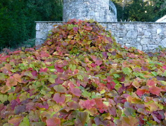 Vitis coignetiae 'Crimson Glory Vine'