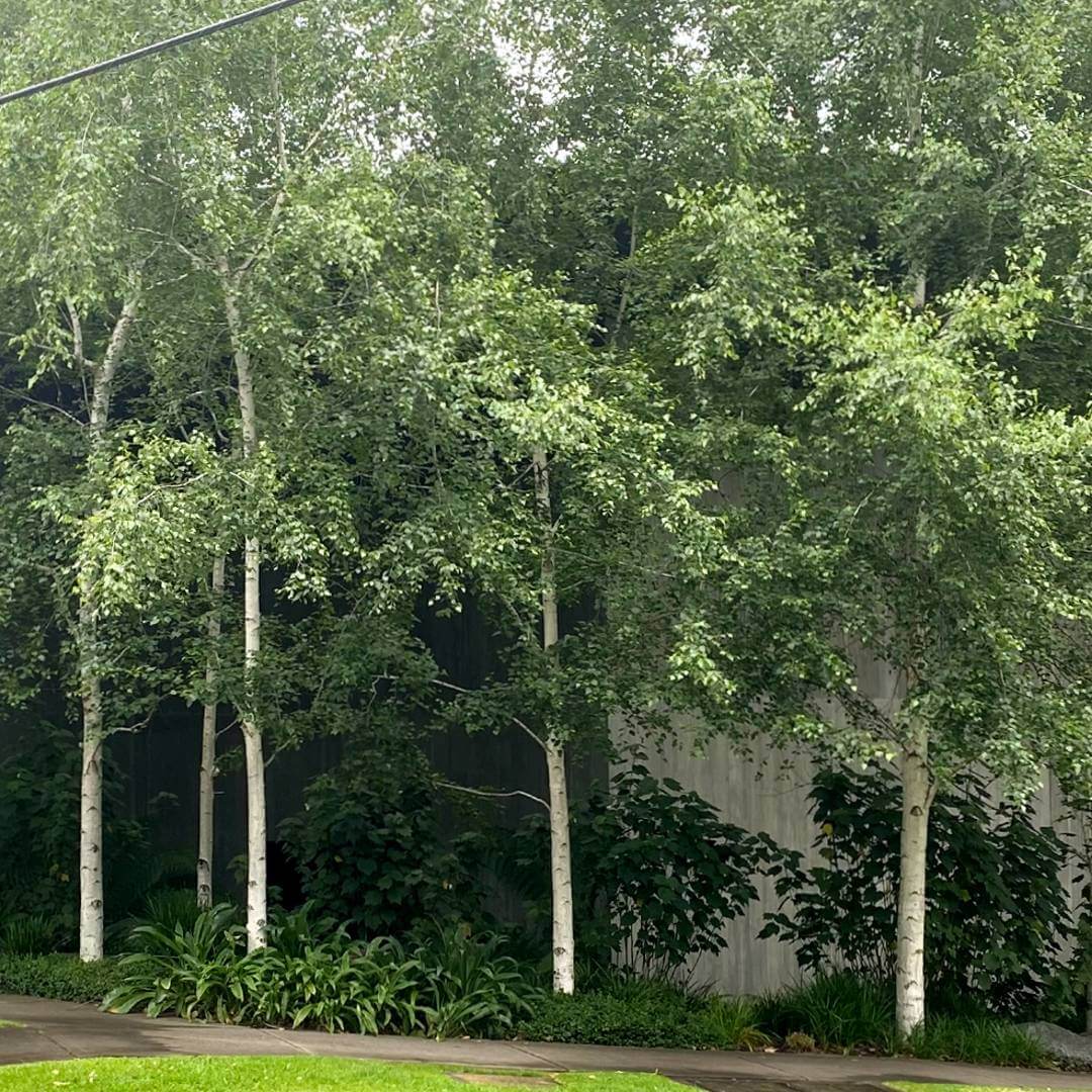 European White Birch Tree Seeds, Betula Pendula White Flaky Paper Bark  Yellow Foliage Weeping Deciduous Tree Seed For 2024 Season Fast Shipping