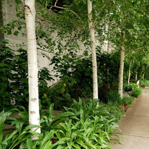 Betula pendula 'Silver Birch' - Hello Hello Plants