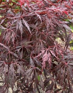 Acer 'Crimson Queen' Weeping Maple - Hello Hello Plants