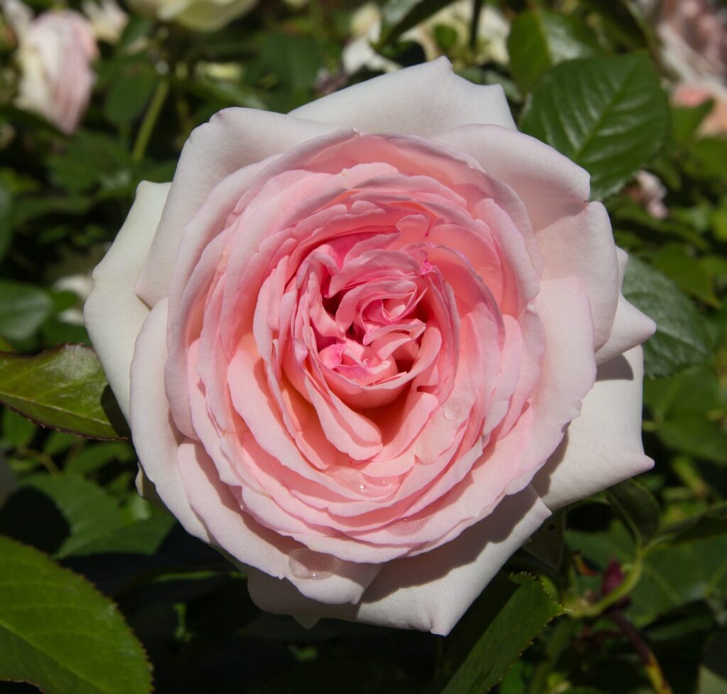 Iceberg Rose Alternatives - Plants - Hello Hello Plants & Garden Supplies