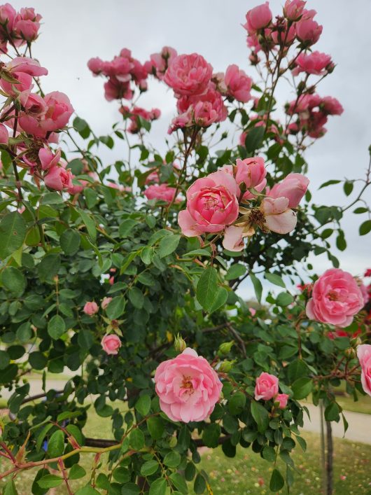 rosa floribunda bonica masses of pink rose flowers blooming in spring
