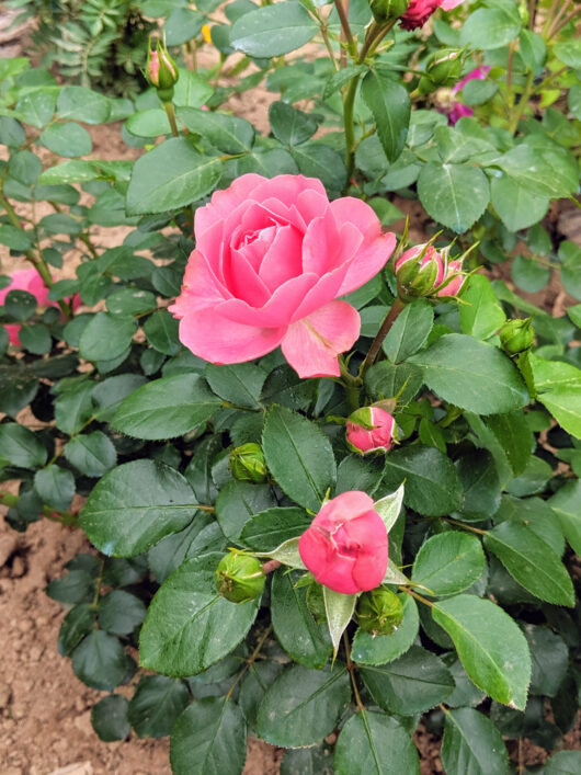 pretty pink rose queen elizabeth pink rose bush hybrid tea