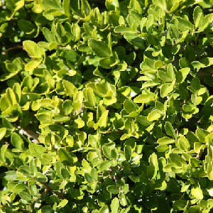 Box Leaf Privet - Hello Hello Plants & Garden Supplies