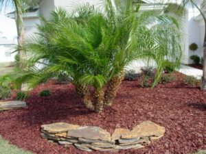 Date Palm - Hello Hello Plants & Garden Supplies