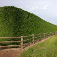 A neatly trimmed large hedge beside a wooden fence on a rural road.