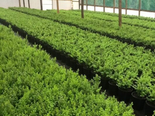 A greenhouse full of Ligustrum 'Box Leaf Privet' 6" Pot plants.