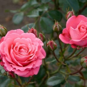 Rosa 'Smiling Eyes' - Hello Hello Plants & Garden Supplies