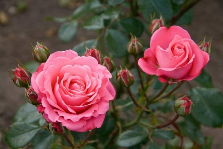 Rose 'Bella Rosa' Bush Form - Hello Hello Plants