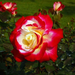 Double Delight Climbing Rose - Hello Hello Plants & Garden Supplies