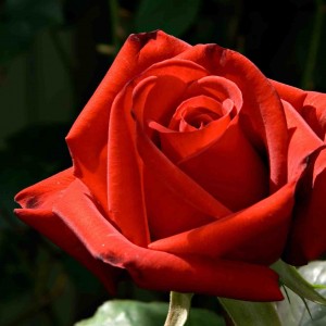 Kardinal Rose - Hello Hello Plants & Garden Supplies